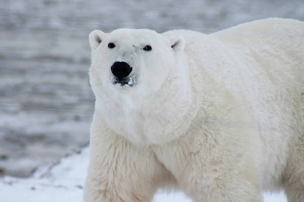 Comment organiser une expédition pour voir les ours polaires au Svalbard, Norvège ?