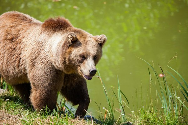 Quelle est la meilleure période pour observer les grizzlis dans le parc national de Katmai, Alaska ?